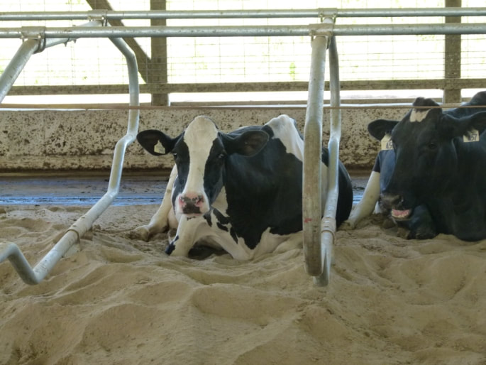 Sand provides more grip, which reduces leg problems for cows