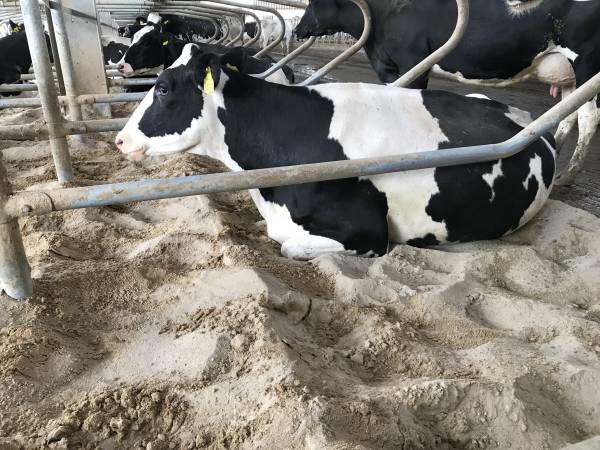 Sand in the Barn: A Logical Choice, But Far From Commonplace
